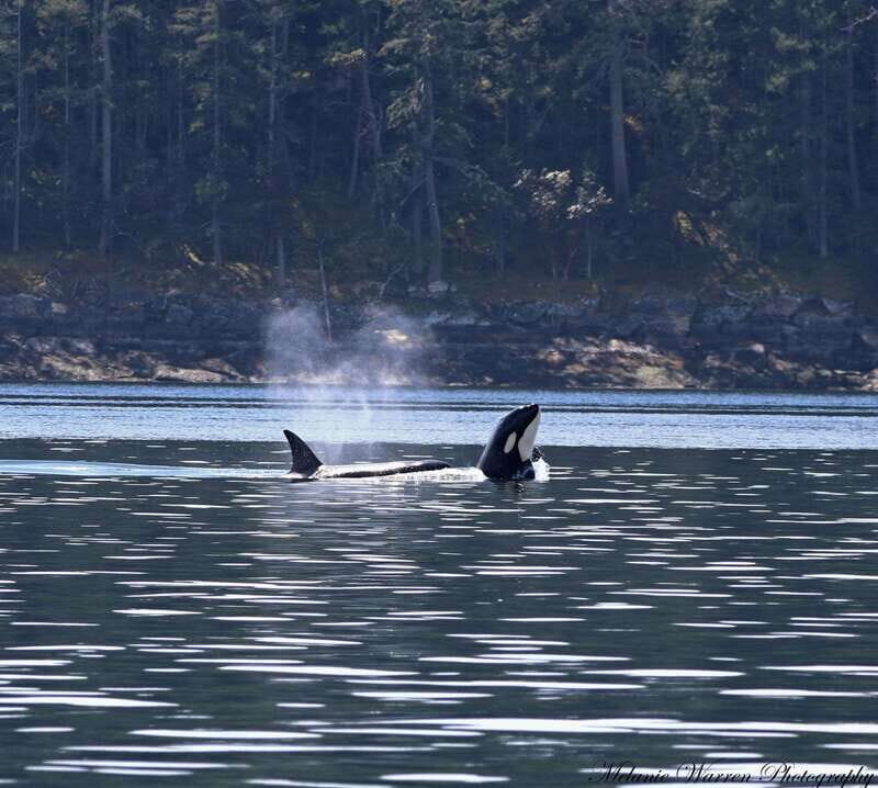 Vancouver, BC: Whale Watching Tour Small Zodiac with Guide - Who Should Book This Tour?