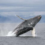 Vancouver, BC: Whale Watching Tour with Guide - An In-Depth Look at the Experience