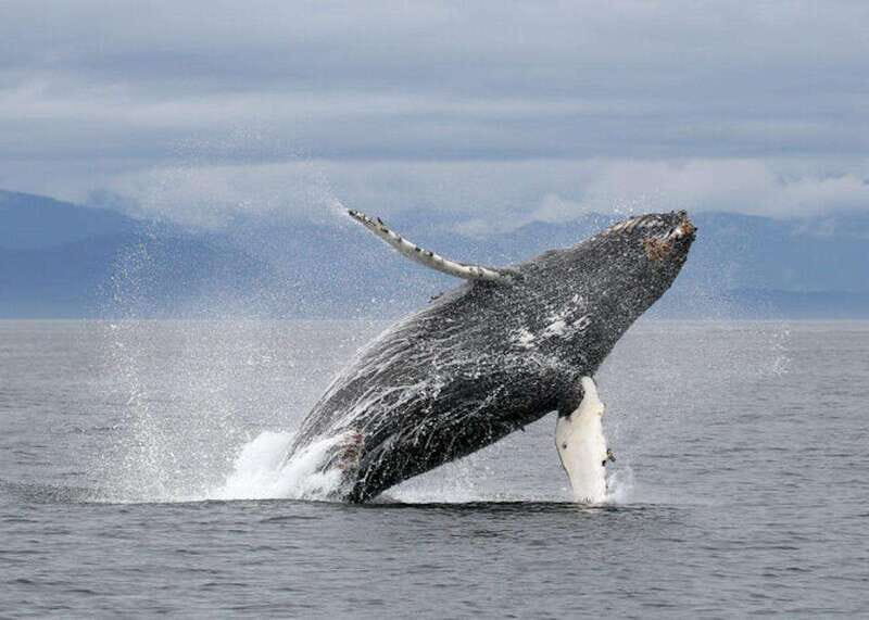 Vancouver, BC: Whale Watching Tour with Guide - An In-Depth Look at the Experience