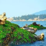 Vancouver City and Seals Scenic Boat Tour by Vancouver Water Adventures - What the Reviews Say: Authentic Voices