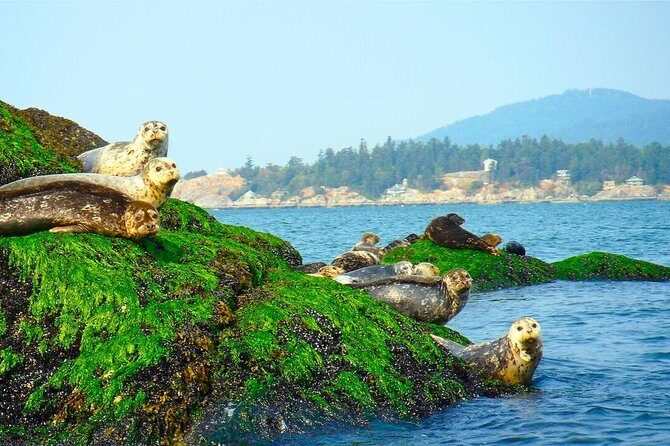 Vancouver City and Seals Scenic Boat Tour by Vancouver Water Adventures - What the Reviews Say: Authentic Voices
