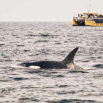 Vancouver: Covered Whale Watching Adventure with Free Photos - Who Will Love This Tour?