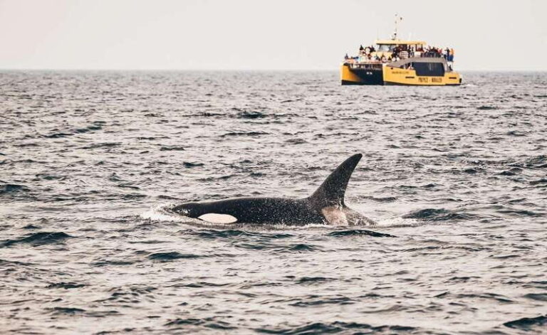 Vancouver: Covered Whale Watching Adventure with Free Photos - Who Will Love This Tour?