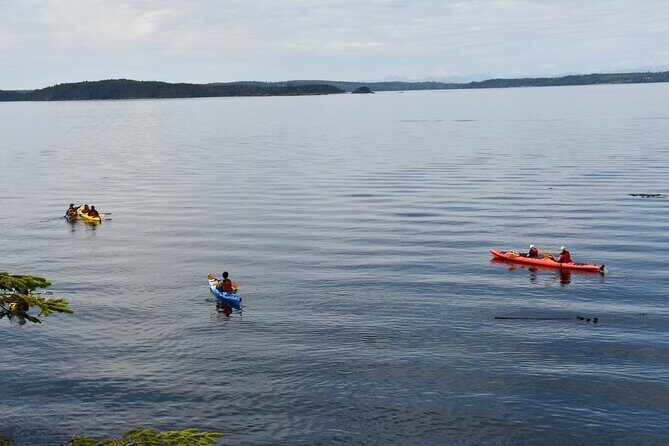 Vancouver Island: 2-Hour Guided Kayak Tour from Telegraph Cove - What Travelers Are Saying