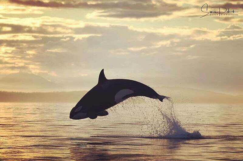 Vancouver Island: Cowichan Bay Sunset Whale Watching Tour - The Value of Small Groups and Expert Guides