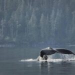 Vancouver Island Half-Day Whale Watching Tour - Telegraph Cove - The Itinerary: From Telegraph Cove Marina to Marine Wildlife
