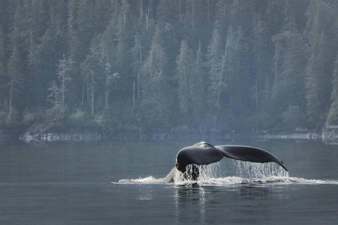 Vancouver Island Half-Day Whale Watching Tour - Telegraph Cove - The Itinerary: From Telegraph Cove Marina to Marine Wildlife