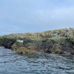 Vancouver Island: Marine Ecological Tour with Mer Tales - The Educational Element