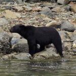 Vancouver Island: Spring Bears and Whales Full-Day Tour - Who Will Love This Tour?