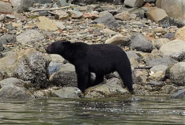 Vancouver Island: Spring Bears and Whales Full-Day Tour - Who Will Love This Tour?