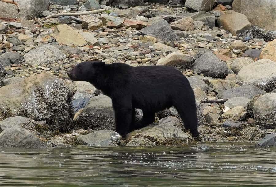 Vancouver Island: Spring Bears and Whales Full-Day Tour - Who Will Love This Tour?