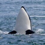 Vancouver Island: Whale Watching Tour - The Itinerary: What to Expect During Your 3 Hours