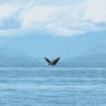 Vancouver: Open-air Whale Watching Tour, Granville Island - Final Thoughts