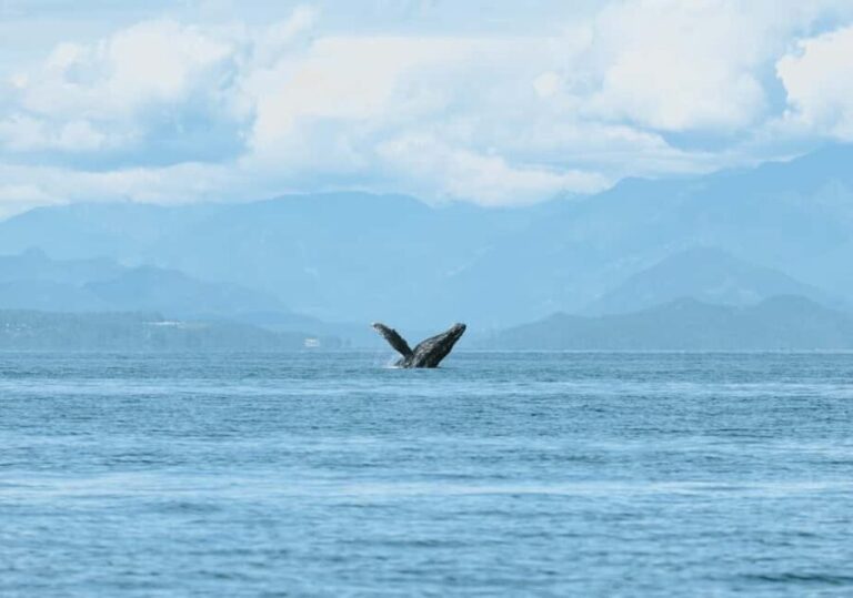 Vancouver: Open-air Whale Watching Tour, Granville Island - Final Thoughts