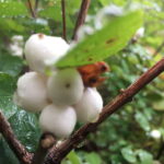 Vancouver: Stanley Park Talking Trees Tour - Why This Tour Matters for Travelers