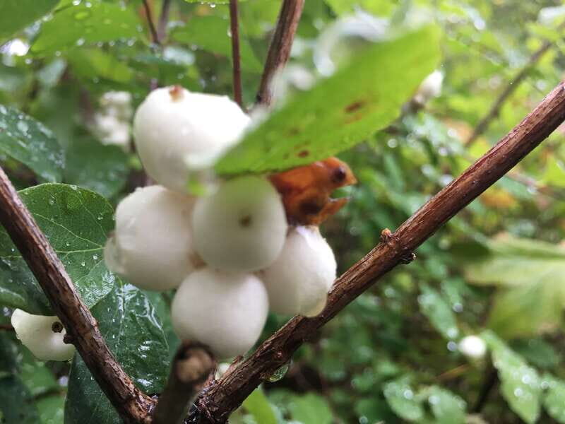 Vancouver: Stanley Park Talking Trees Tour - Why This Tour Matters for Travelers