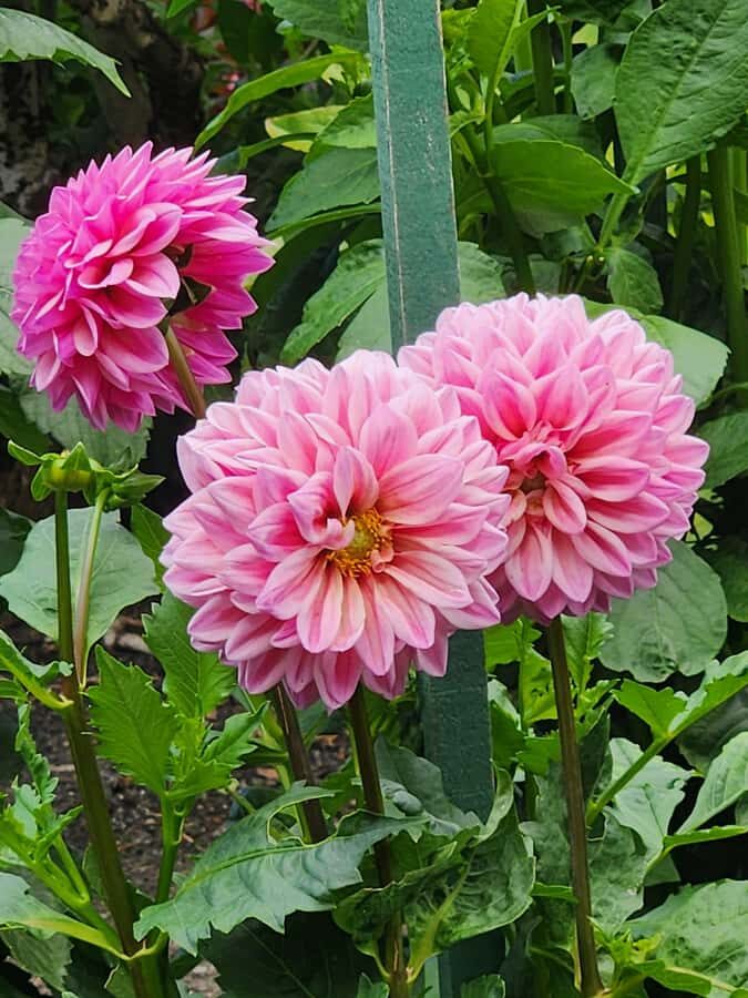 Vancouver: Whistler Day Trip with Sea to Sky Gondola Ride - Who Is This Tour Best For?