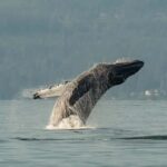 Vancouver: Zodiac Whale Watching Tour from Granville Island - Practical Details: What You Need to Know