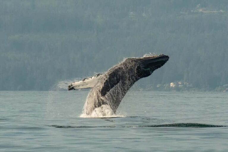 Vancouver: Zodiac Whale Watching Tour from Granville Island - Practical Details: What You Need to Know