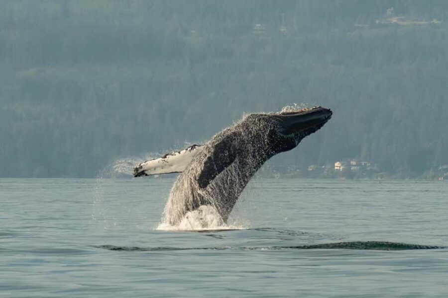 Vancouver: Zodiac Whale Watching Tour from Granville Island - Practical Details: What You Need to Know