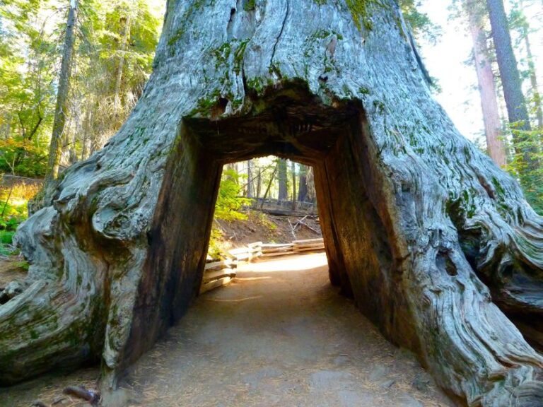 Vegas: Death Valley, Yosemite & San Francisco 4-Day Tour - The Practical Side: What’s Included and What to Expect