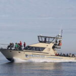 Victoria: 3-Hour Whale Watching Tour - The Value and Experience