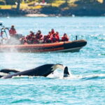 Victoria: 3-Hour Zodiac Whale-Watching Tour - The Sum Up