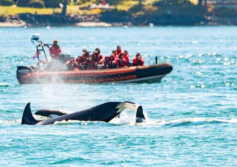 Victoria: 3-Hour Zodiac Whale-Watching Tour - The Sum Up