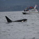 Victoria BC: 3 Hour Expedition Catamaran Whale Watching Tour - Who Will Love This Tour?