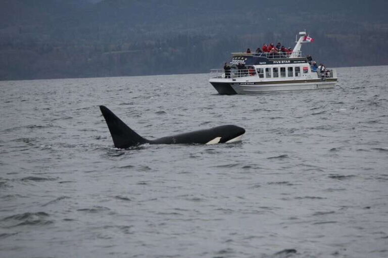 Victoria BC: 3 Hour Expedition Catamaran Whale Watching Tour - Who Will Love This Tour?