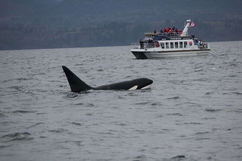 Victoria BC: 3 Hour Expedition Catamaran Whale Watching Tour - Who Will Love This Tour?