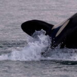 Victoria, BC: 3-Hour Ultimate Whale & Marine Wildlife Tour - Final Thoughts
