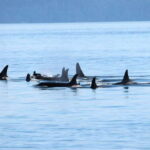 Victoria: Covered Whale Watching Adventure with Free Photos - Comfort and Wildlife Viewing Facilities
