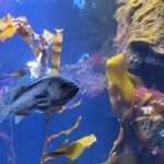 Victoria Ferry connector Waterfall Vista, Rainforest and Aquarium - Who Will Enjoy This Tour?