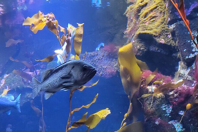 Victoria Ferry connector Waterfall Vista, Rainforest and Aquarium - Who Will Enjoy This Tour?