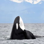 Victoria: Guided Wildlife-Watching Tour by Catamaran - Itinerary Breakdown