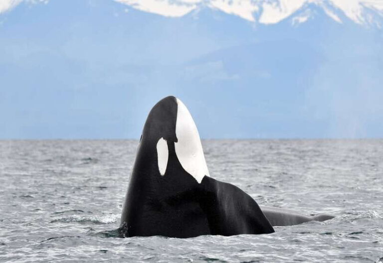 Victoria: Guided Wildlife-Watching Tour by Catamaran - Itinerary Breakdown