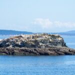 Victoria Half-Day Whale Watching Adventure with Free Photos - The Scenic Route and Landmarks