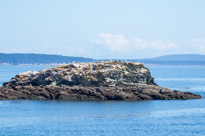 Victoria Half-Day Whale Watching Adventure with Free Photos - The Scenic Route and Landmarks