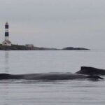 Victoria: Morning Whale-Watching Tour in Scarab Boat - The Sum Up