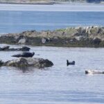 Victoria Shore Excursion: Whale-Watching Cruise with Expert Naturalist Guides - The Experience: What to Expect from Start to Finish