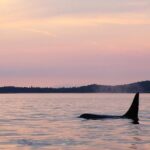 Victoria Sunset Whale-Watching Cruise - Who Is It Best For?