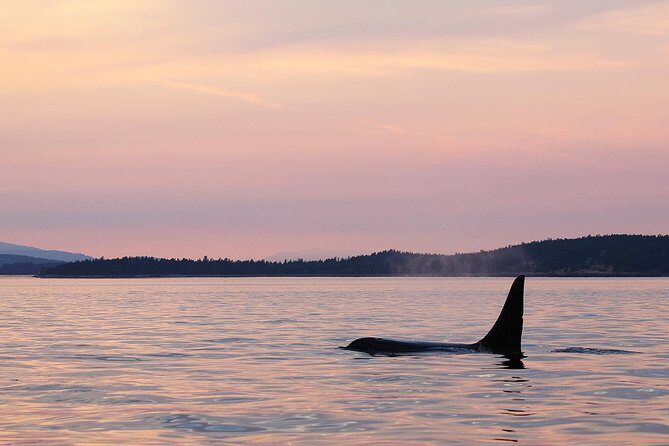 Victoria Sunset Whale-Watching Cruise - Who Is It Best For?