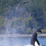 Victoria Ultimate Marine Whale & Wildlife Tour - The Journey in Detail