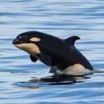 Victoria Whale and Wildlife Cruise - Who Should Book This Tour?