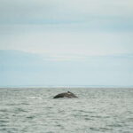 Victoria: Whale Watching Adventure in a Zodiac Boat - Value and Practicalities
