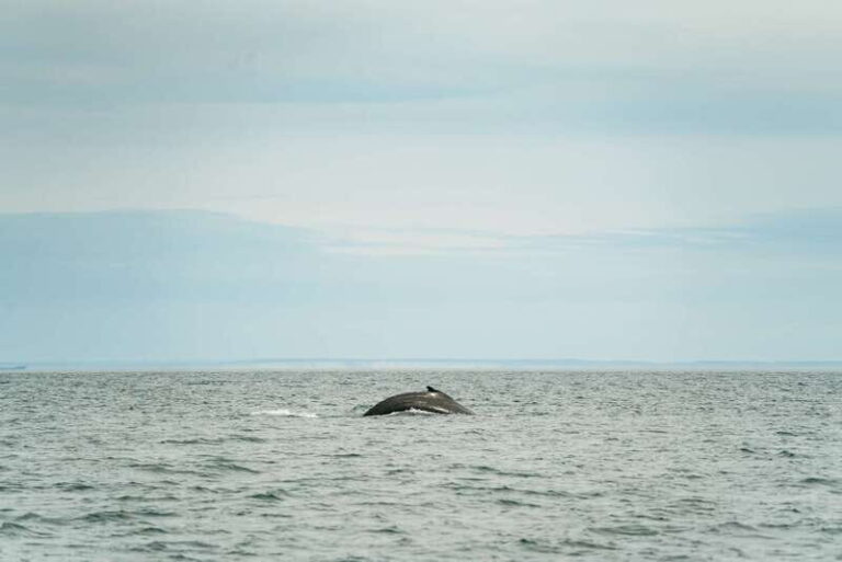 Victoria: Whale Watching Adventure in a Zodiac Boat - Value and Practicalities