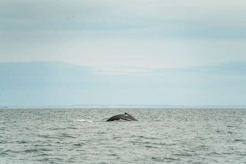 Victoria: Whale Watching Adventure in a Zodiac Boat - Value and Practicalities