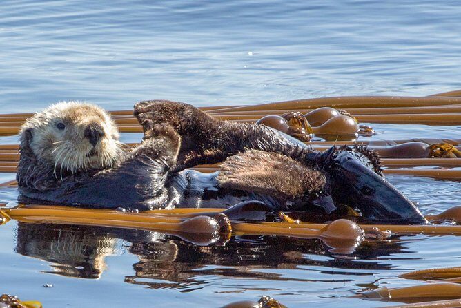 Victoria Whale Watching Tour on a Covered Vessel - Authentic Experiences from Travelers
