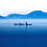 Victoria: Winter Wildlife Tour with Hot Drinks - Wildlife and Ecosystem Insights